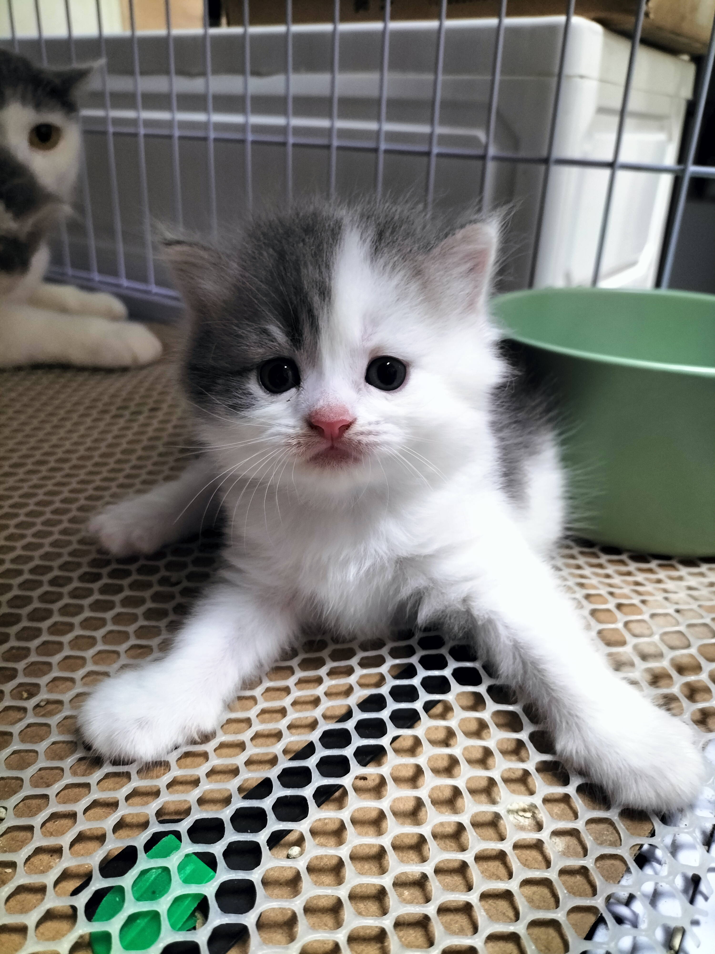 英国短毛猫